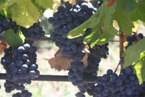 Reife rote Trauben für die Produktion von Rotwein