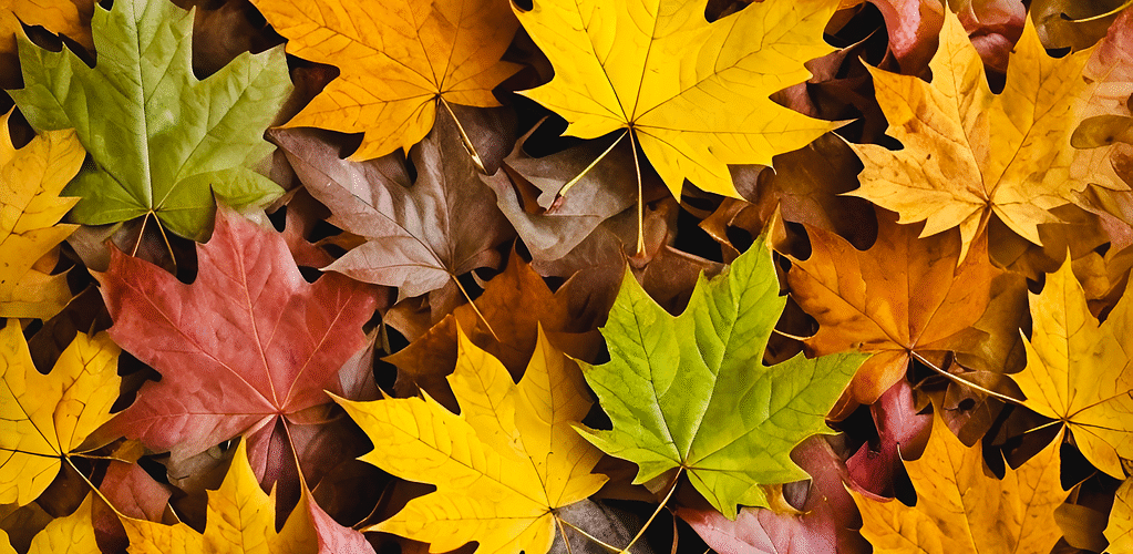 Bunte Herbstblätter
