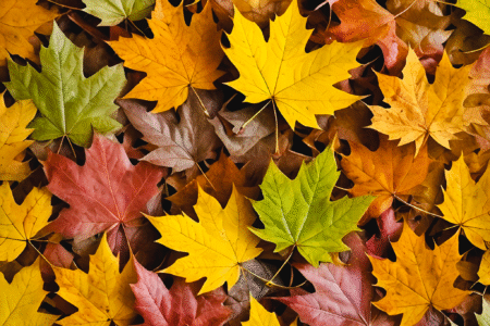 Bunte Herbstblätter